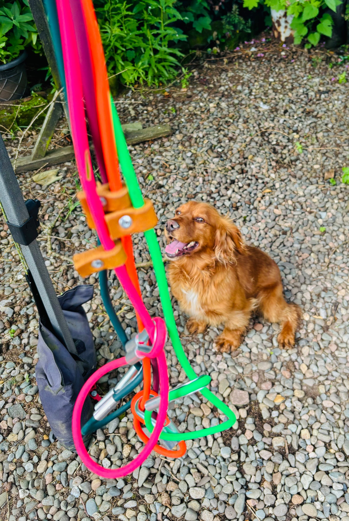 Dog slip lead